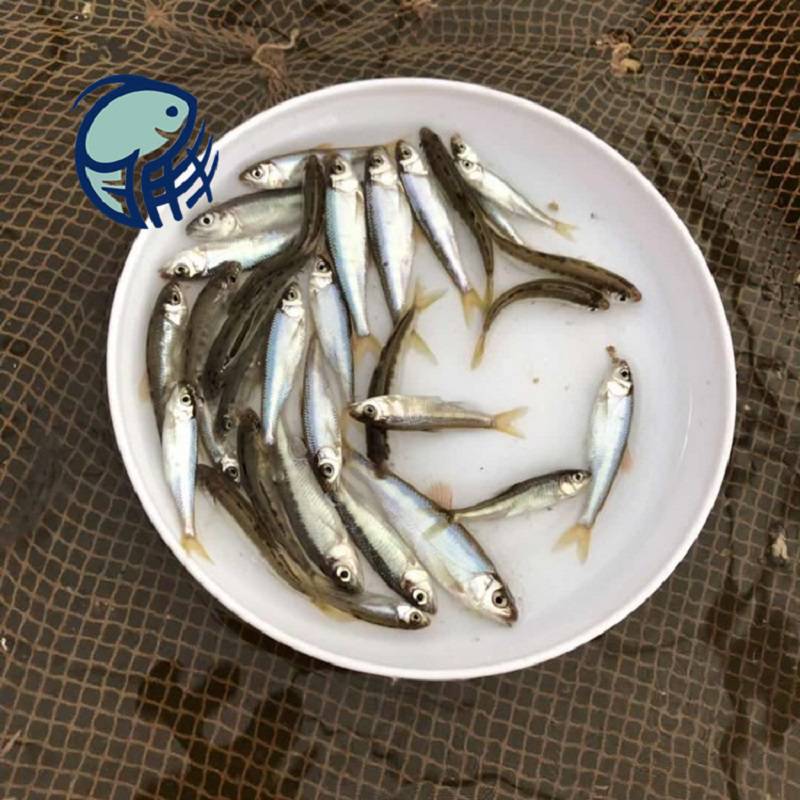 36cm活體馬口魚苗網箱養馬口魚苗長速快馬口魚苗市場價格