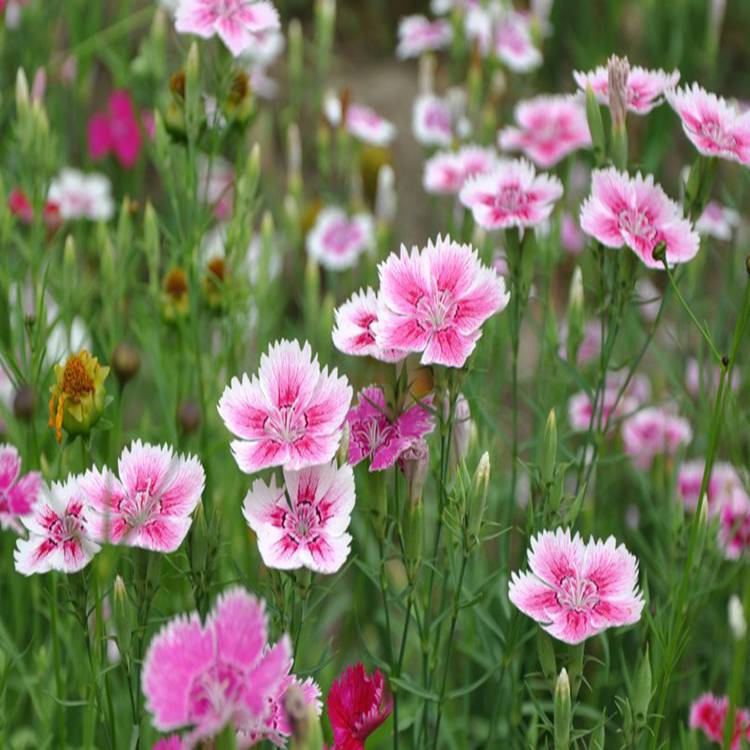基地供应常夏石竹 花坛花卉 常夏石竹批发