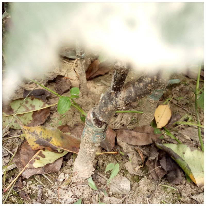 批发早红考密斯梨树苗三红梨厂家供应柱状梨树苗