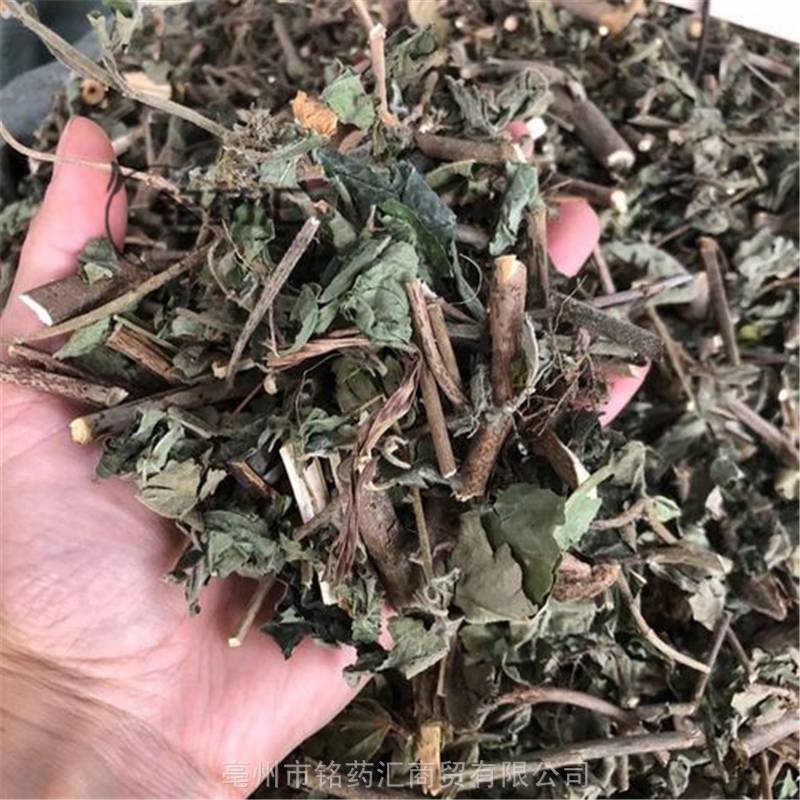 惊风草图片供应中药材山膏药