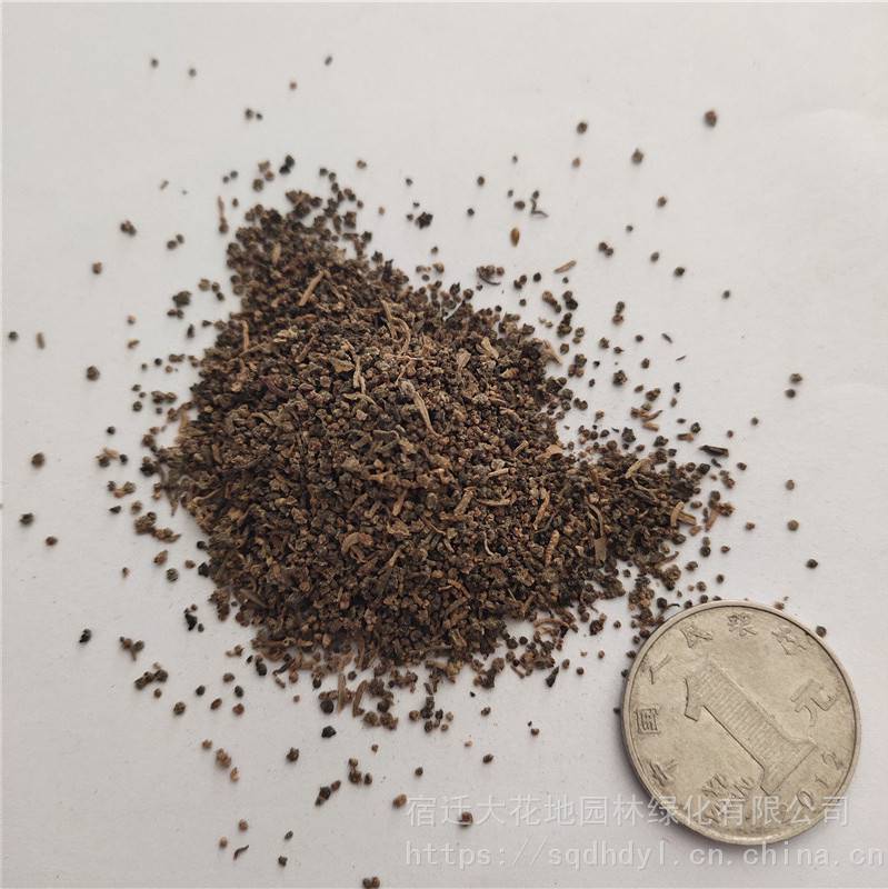 新草花种子碱蓬草种子价格种子发芽率高价格便宜批发价