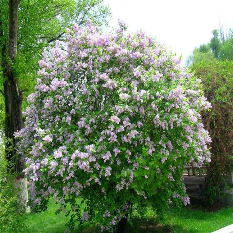 苗圃出售丁香树丁香球丁香苗绿化苗木