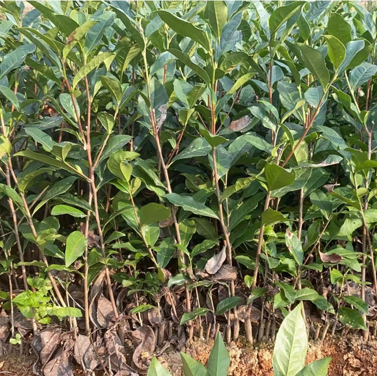 和谐农业安吉白茶苗奶白茶苗根系发达木质化好