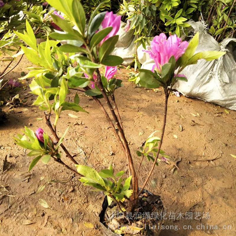 润绿杜鹃花毛杜鹃苗毛杜鹃小苗价格绿篱苗圃