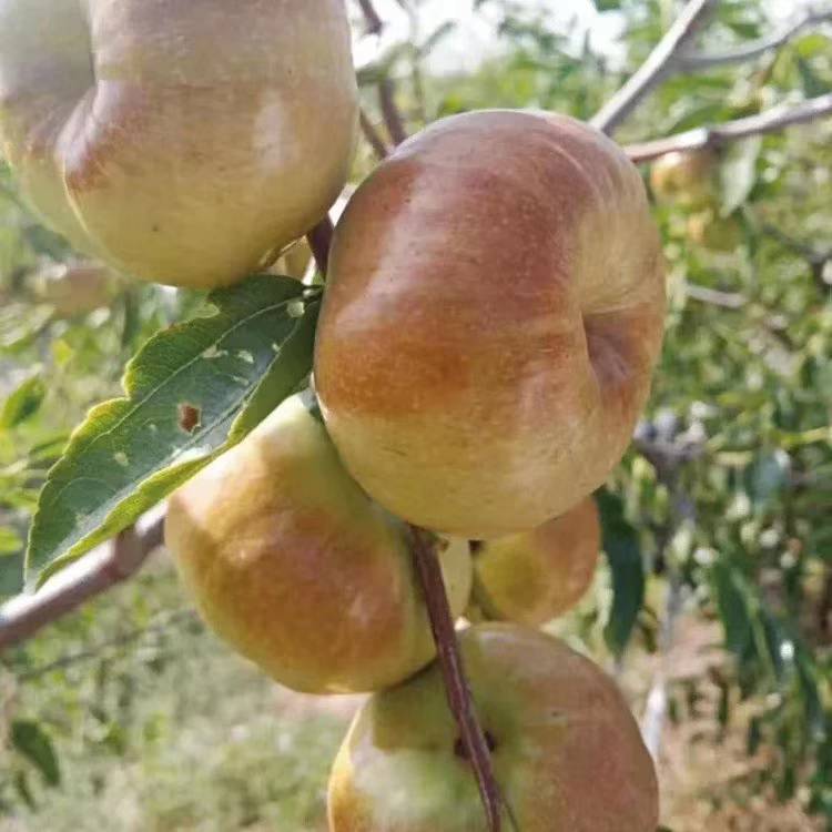 乌枣树苗田间管理新金丝4号枣树苗施肥技术