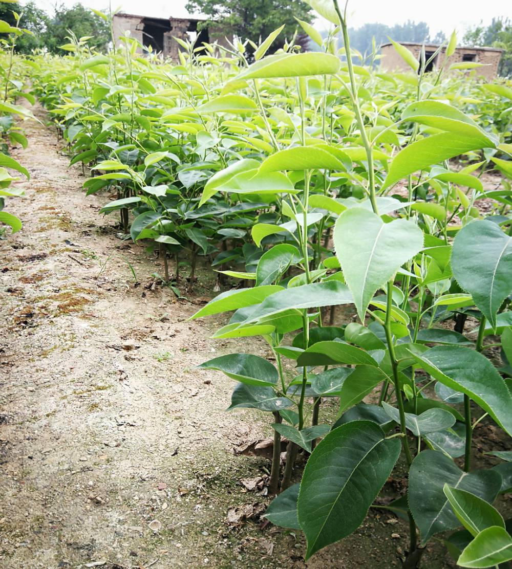 大紅華蓋梨苗耐寒果樹苗梨樹苗資訊梨樹小苗多少錢一斤