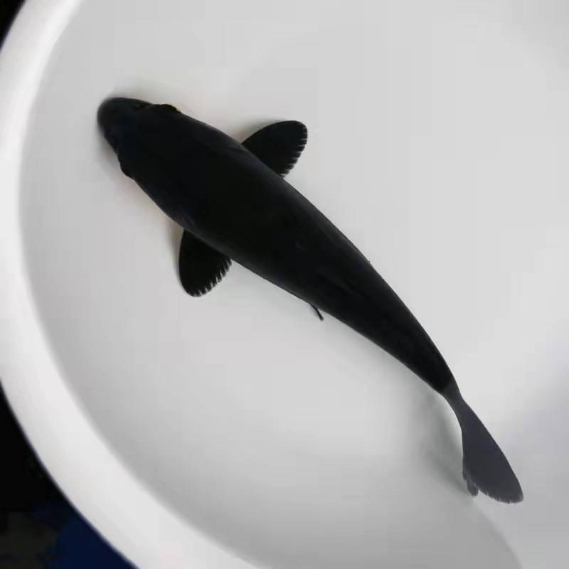 黄金红白三色锦鲤水花淡水锦鲤鱼朝苗色彩靓丽淡水鱼