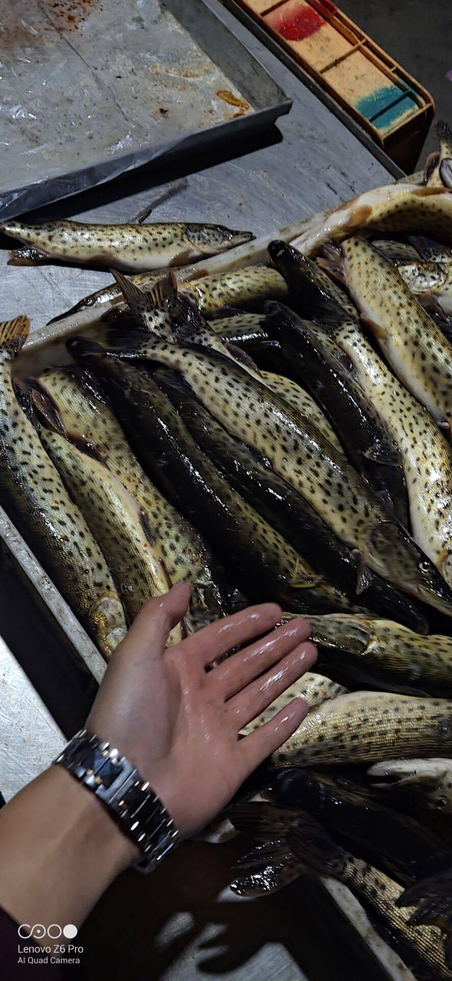 东北黑斑狗鱼产地批发黑龙江黑斑狗鱼货源价格冷冻狗鱼供应商