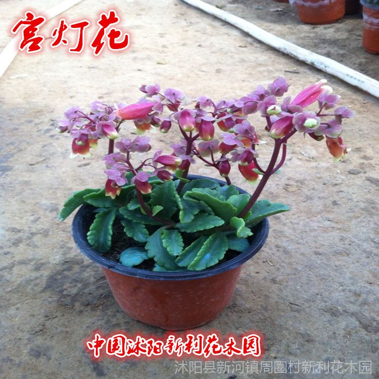 蔓生吊钟海棠红提灯长寿花盆栽宫灯长寿花苗灯笼花长寿花带花 价格 厂家 中国供应商