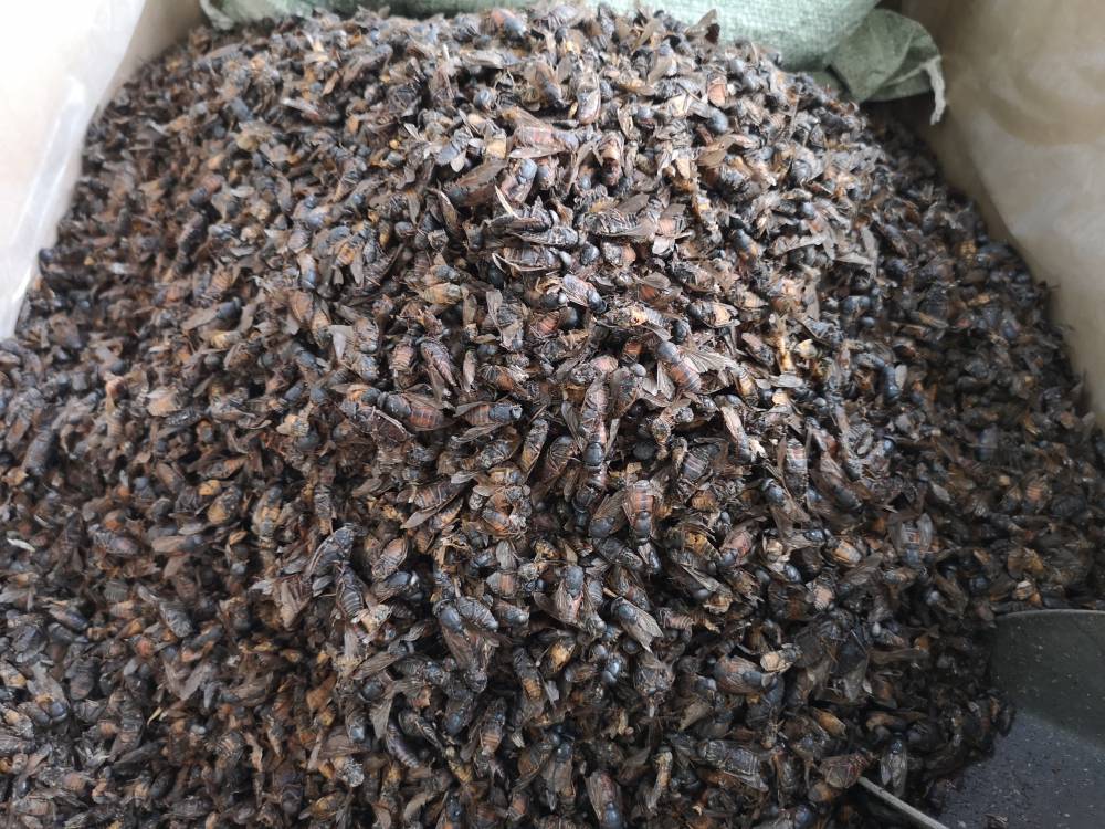 牛蚊子,绿头猛钻,牛苍蝇,瞎虻虫,瞎蚂蜂,瞎蠓,牛魔蚊,牛蝇子,瞎眼蠓