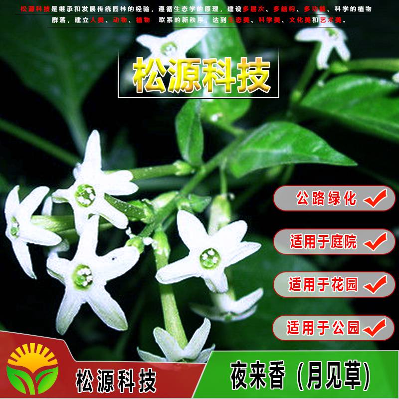 夜来香种子花草花籽春秋易种庭院室内阳台种盆栽花卉种子价格 中国供应商