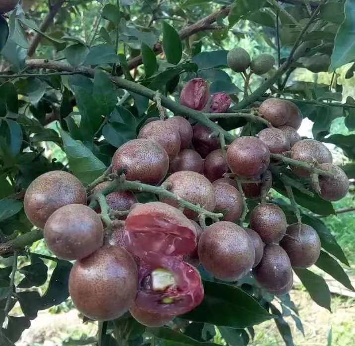 新品黄皮果紫肉黄皮紫皮黄皮苗产地货源