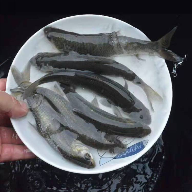 廣東養殖47公分黑皖魚魚苗活體出售螺螄青魚苗