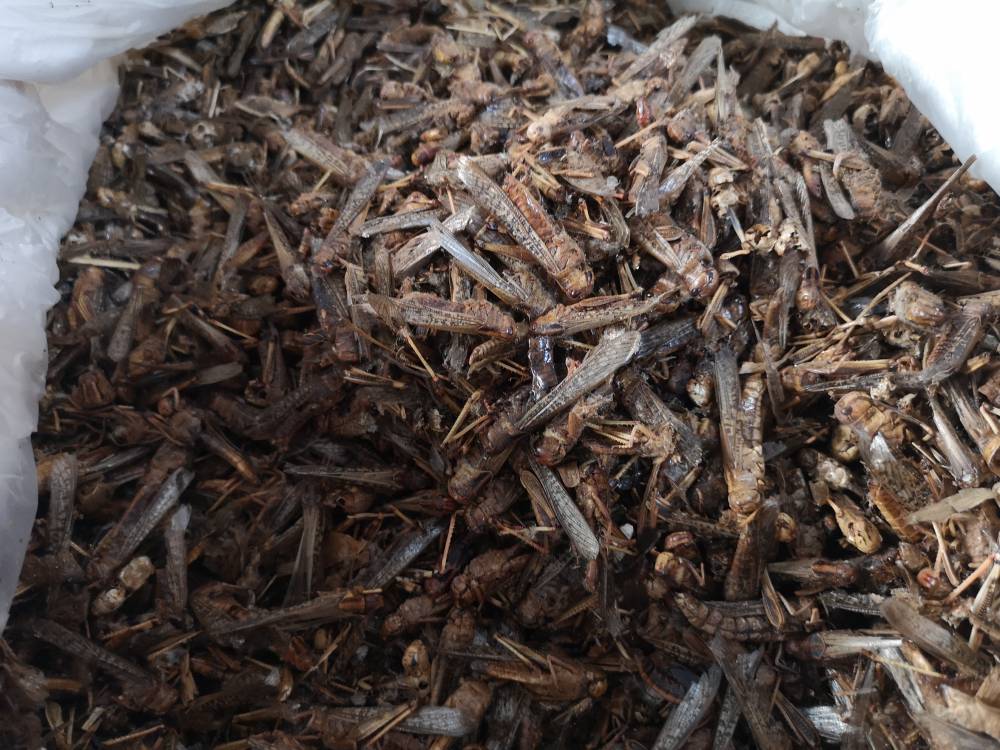 蚱蜢药用有什么价值油蚂蚱哪里可以购买到多少钱一公斤