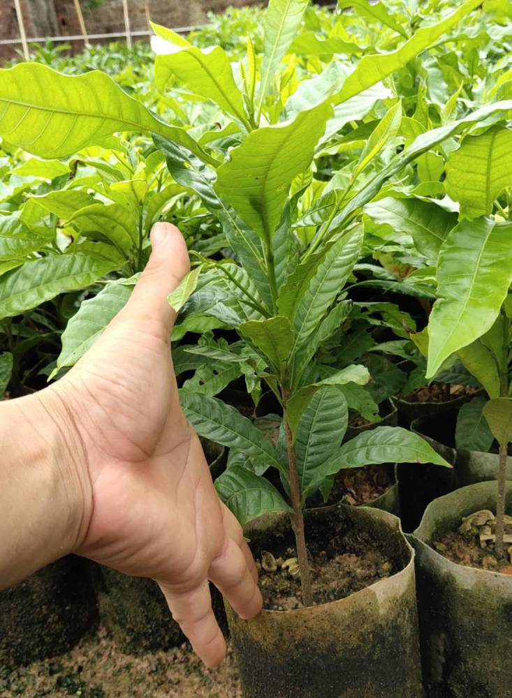 雅美果黄金果黄晶果苗批发绿邦农业产地货源