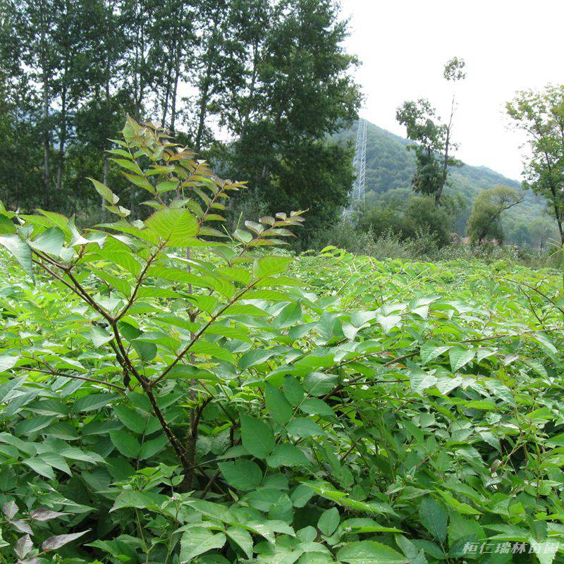 辽宁刺头菜种苗树头菜小苗刺脑包树苗批发