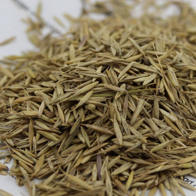 【冰草草坪种子 高速护坡 边坡绿化草籽批发 工程绿化】江苏宿迁冰草