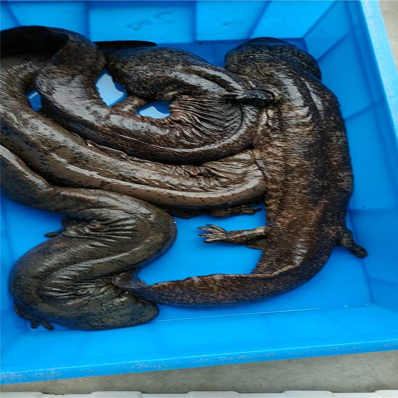 贵州娃娃鱼价格便宜产区薛家壮娃娃鱼直接发货