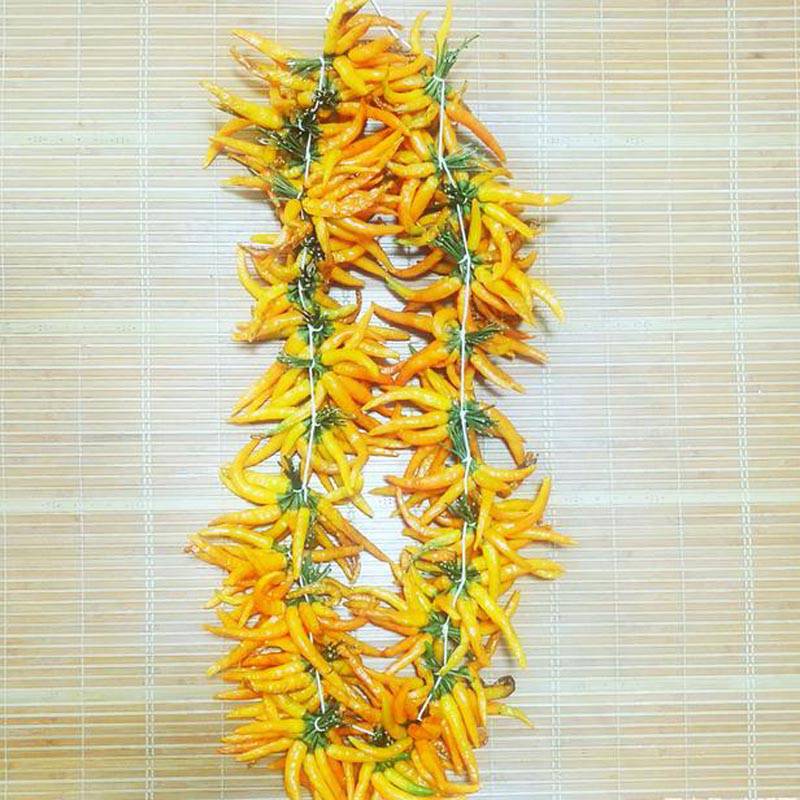 艳黄朝天椒黄辣椒黄米椒黄贡椒高产辣椒种子