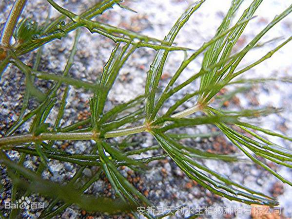 耐寒水草金魚藻苗水體綠化沉水植物負責施工包成活