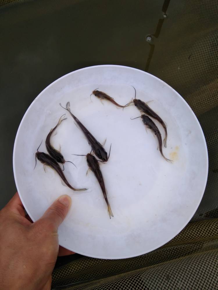 茂名叉尾鱼苗云浮白鲳鱼苗中山加州鲈鱼苗