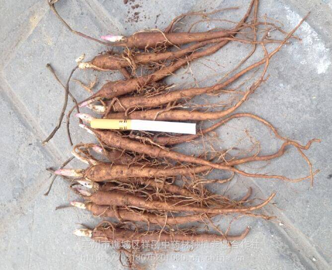 芍药种苗一亩地4000棵白芍苗子赤芍苗图片图片