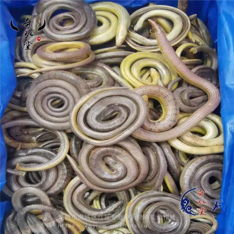 野生脆蛇功效脆蛇价格红晟正宗脆蛇零售工厂