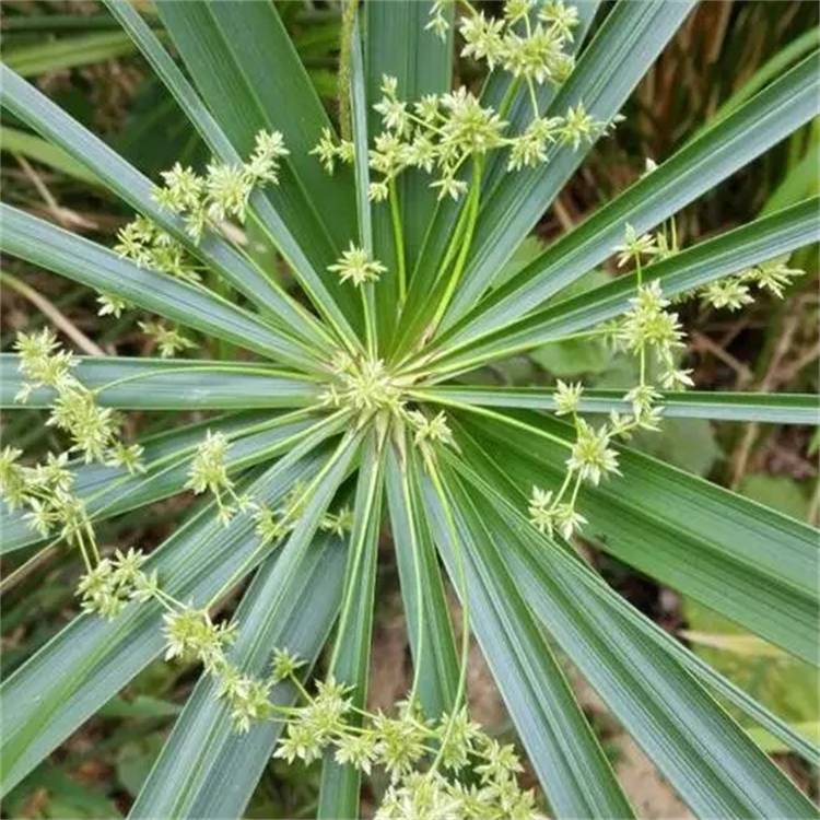 基地出售水生植物風車草公園水體溼地綠化旱傘草水竹草