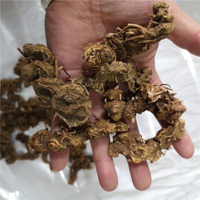 野生八角金盘道地药材经营中药草批发