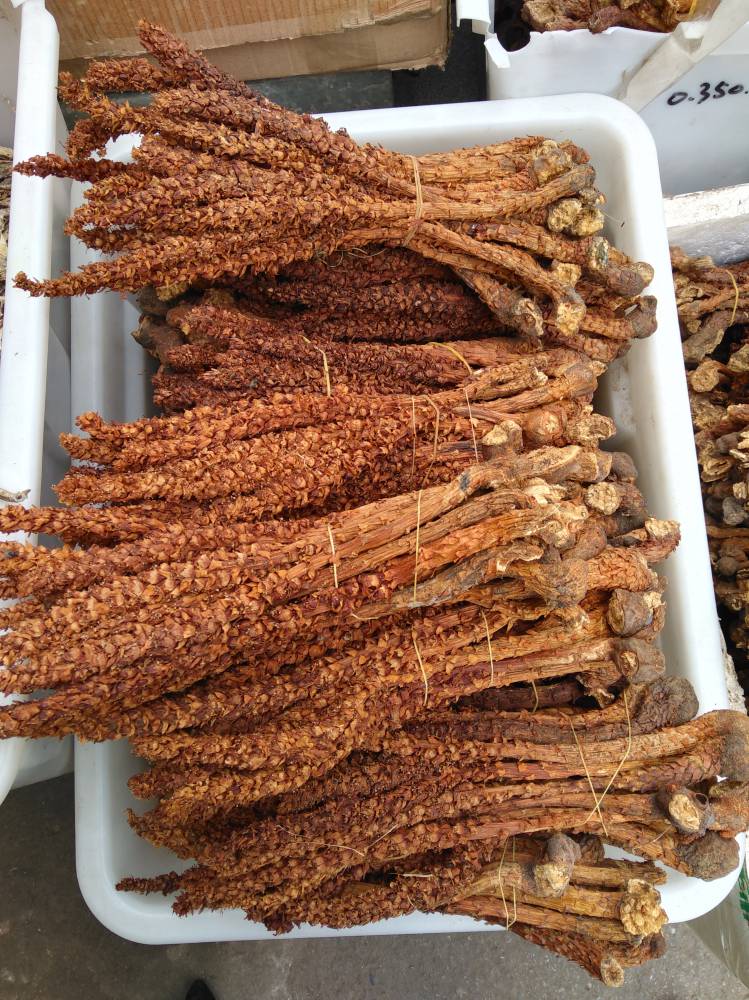 野生不老草价格不老草一根多少钱图片