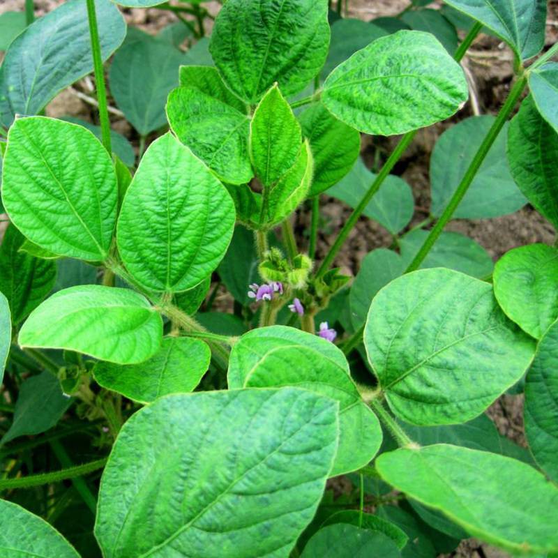 批发黑豆种子牧草种子发芽率高牛羊鸡鸭鹅草