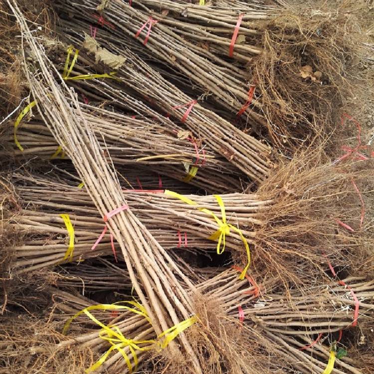 大榛子树苗价格 东北抗寒榛子苗