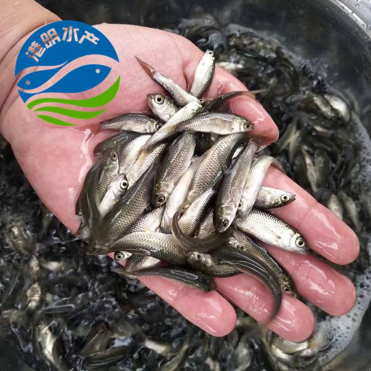 武胜草鱼苗草鱼苗草根淡水金草鱼苗