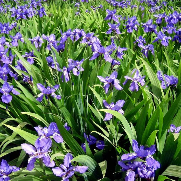【苗圃出售常绿鸢尾 花色丰富 庭园观赏地被植物 花坛花镜用花】价格_