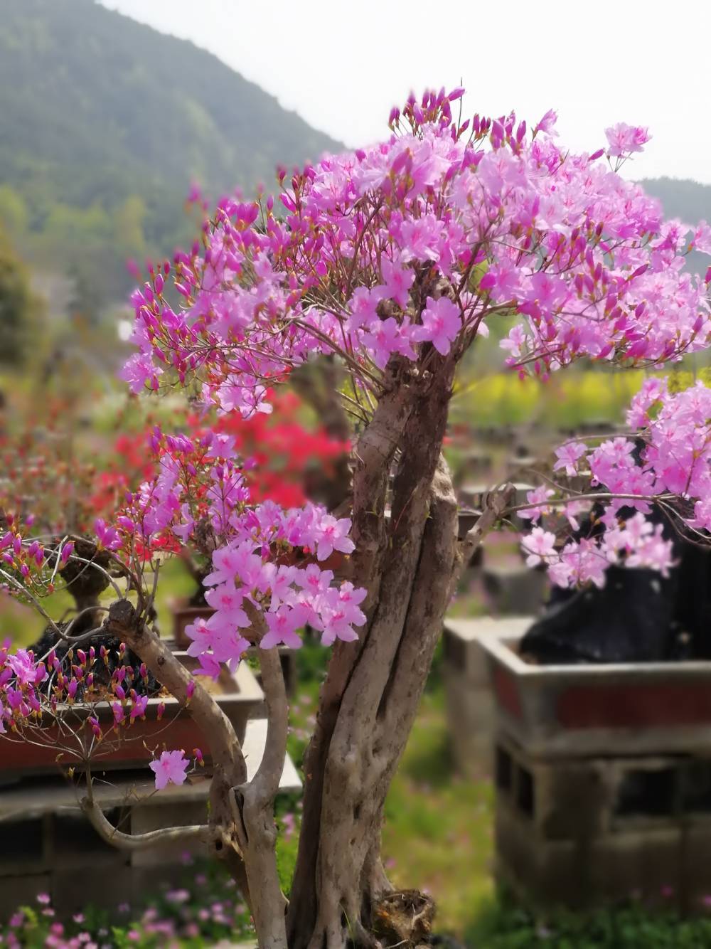 供應映山紅盆景老樹根盆栽數量2800盆型號1米12米盆