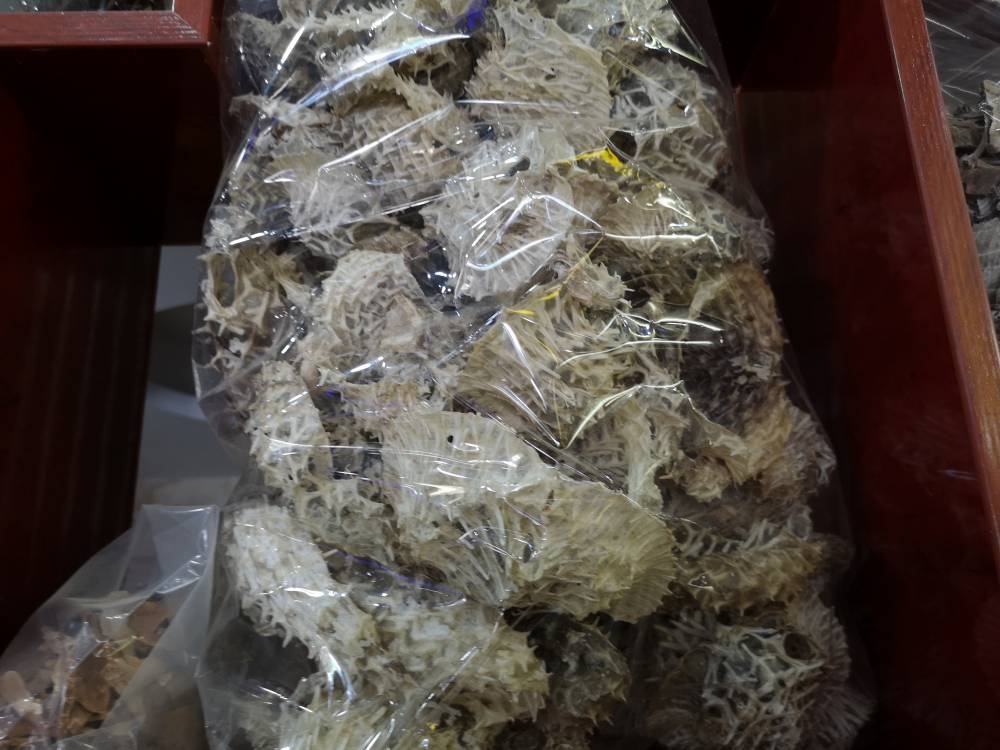 海胆皮野生球海胆的批发价格