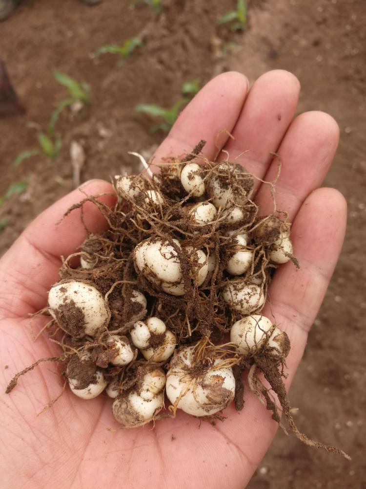 出售吉林平贝母种子