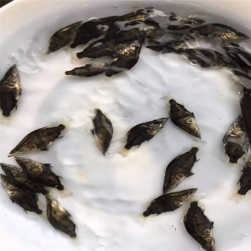 出售46厘米斑桂鱼苗鳜鱼苗场2022桂花鱼新苗