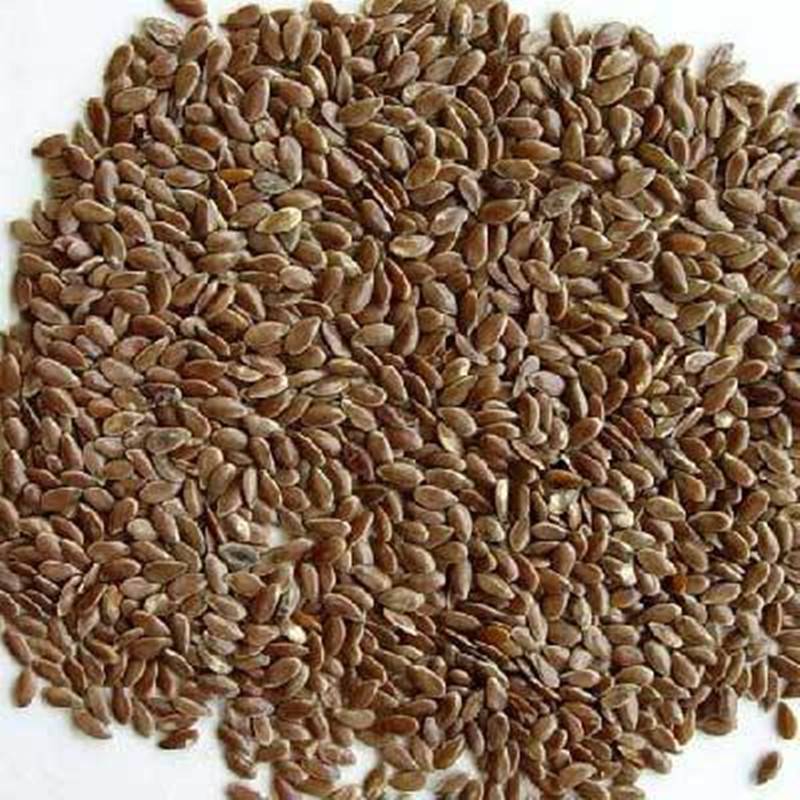 六顺堂乃母果桔梗爬山虎断肠草中药材乃母果哪里有卖