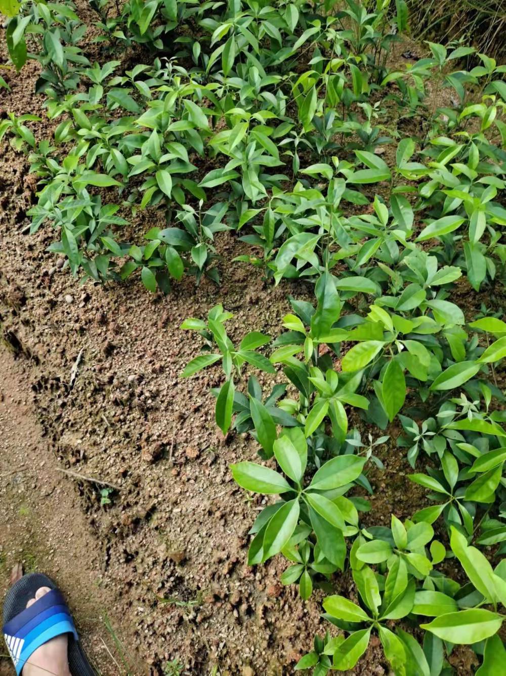 青冈栎庭院植物青冈栎绿化苗木青冈栎树苗
