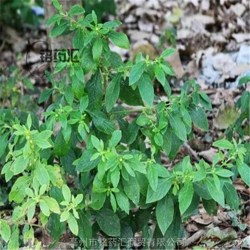 中药材驴耳风毛菊