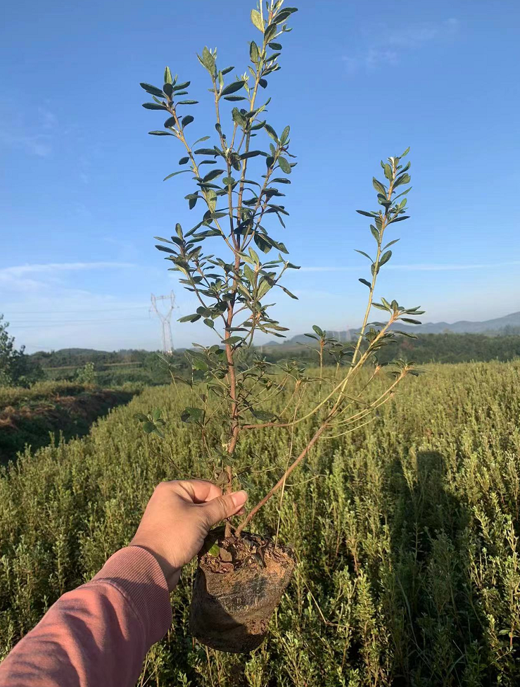 供应杜鹃小苗映山红毛娟小苗春鹃工程小苗室内庭院植物