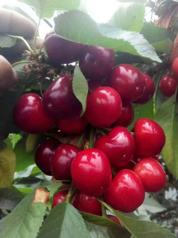 一公分红蜜樱桃苗价格红蜜樱桃苗品种介绍2019报价