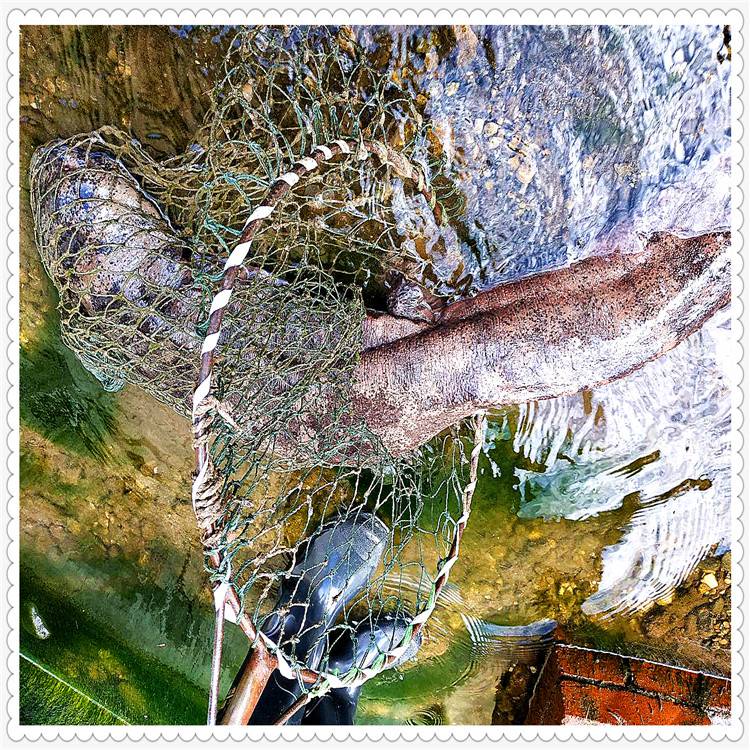 昆明娃娃鱼价钱,云南娃娃鱼怎么养殖, 批发零售娃娃鱼基地