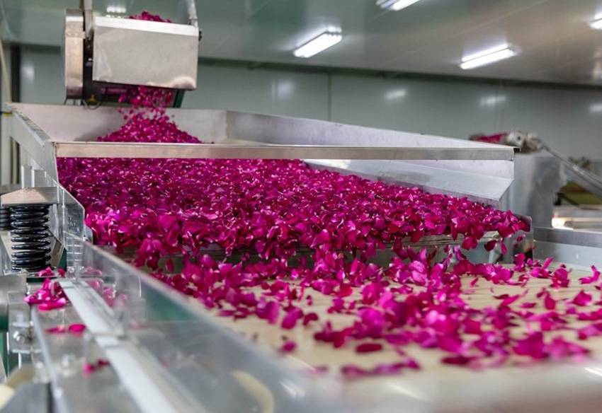 花粉花瓣金银花玫瑰花胎菊茉莉花色选机筛选去异去杂分设备峻茂色选机