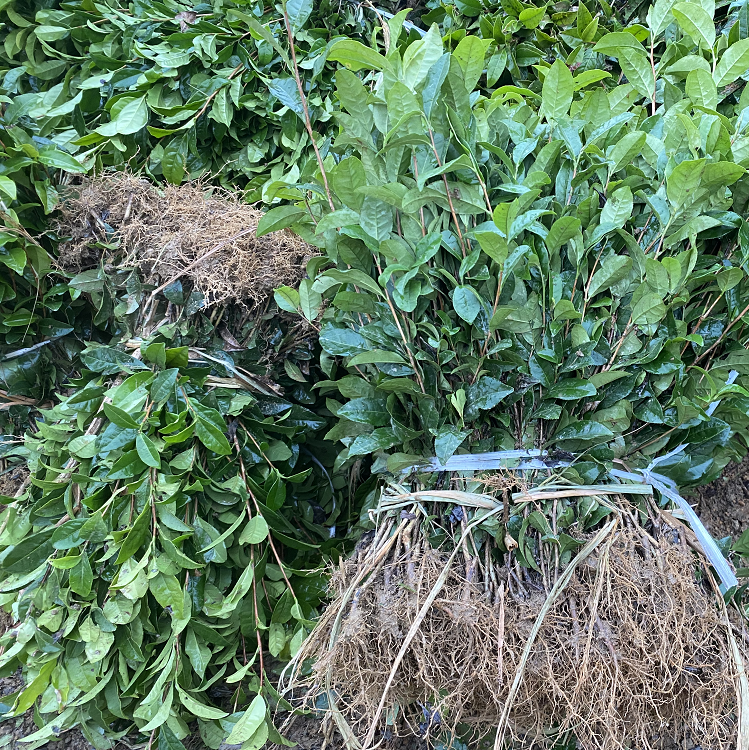 和谐农业安吉白茶苗奶白茶苗根系发达木质化好