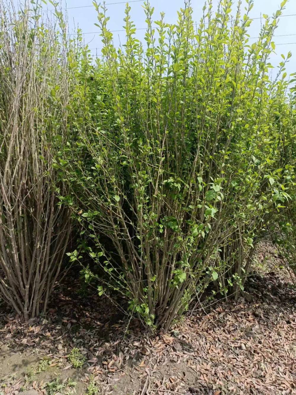 丛生木槿1米1米5冠幅丛生木槿工程苗上车价格