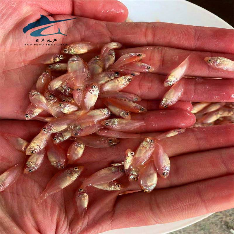 彩虹鯛魚苗羅非魚苗全雄性羅非魚苗