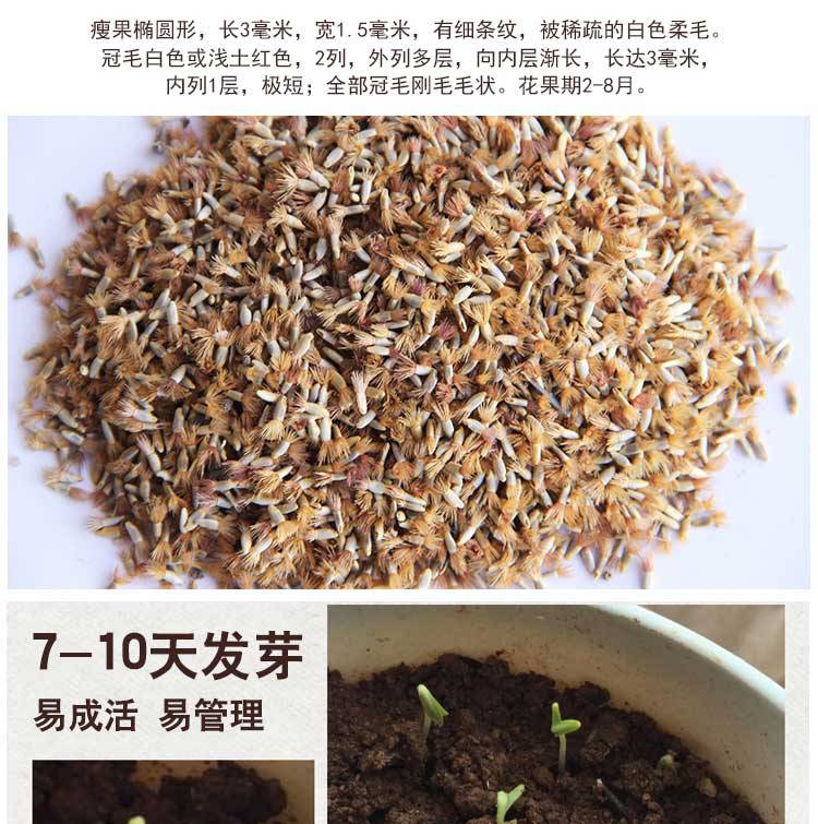 批发矢车菊种子 四季播种易活花卉种子矢车菊 园林景观绿化花种子