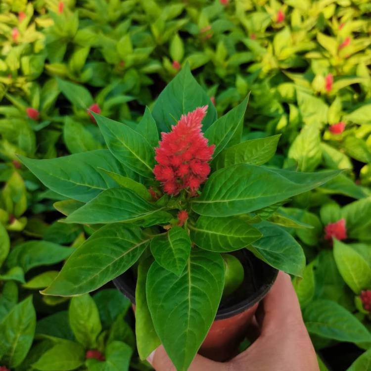 鸡冠花时令草花价格盆栽鸡冠花供应鸡冠花一支笔价格基地销售鸡冠花